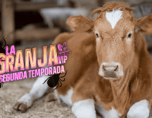 El veterinario aclaró a los participantes que la zona donde se desarrolla el reality no registra brotes frecuentes de este tipo de parásitos, lo que ayudó a reducir parte de la preocupación CANVA
