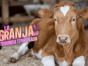 El veterinario aclaró a los participantes que la zona donde se desarrolla el reality no registra brotes frecuentes de este tipo de parásitos, lo que ayudó a reducir parte de la preocupación CANVA