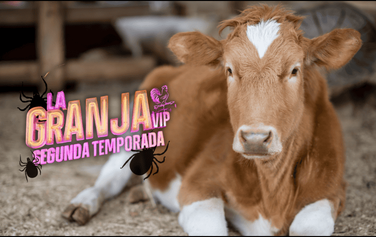 El veterinario aclaró a los participantes que la zona donde se desarrolla el reality no registra brotes frecuentes de este tipo de parásitos, lo que ayudó a reducir parte de la preocupación CANVA