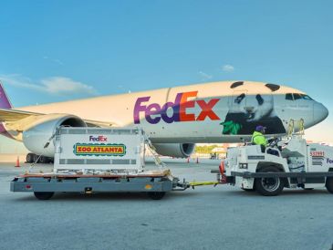 Fotografía cedida por FedEx que muestra a un hombre transportando el contenedor de uno de los osos panda gigantes que llegó este domingo al zoológico de Atlanta procedente de China. EFE/ Fedex