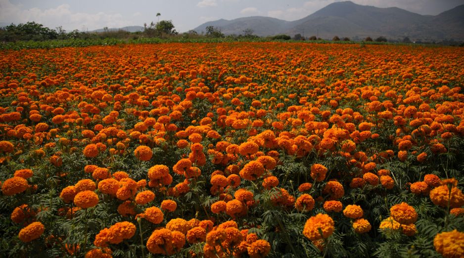 A pocos minutos de Guadalajara, el Rancho San Juan Diego inaugura su Festival de Cempasúchil. Conoce las fechas, precios y actividades especiales para honrar nuestras tradiciones. Pexels