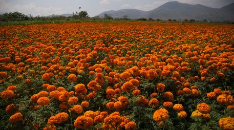 A pocos minutos de Guadalajara, el Rancho San Juan Diego inaugura su Festival de Cempasúchil. Conoce las fechas, precios y actividades especiales para honrar nuestras tradiciones. Pexels