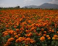 A pocos minutos de Guadalajara, el Rancho San Juan Diego inaugura su Festival de Cempasúchil. Conoce las fechas, precios y actividades especiales para honrar nuestras tradiciones. Pexels