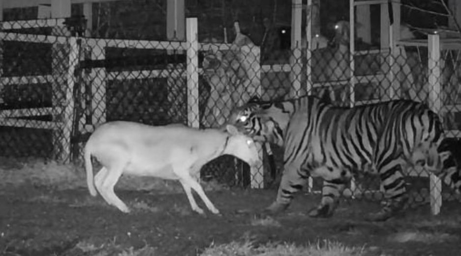 Autoridades recomendaron a la población no acercarse, mantener una distancia segura, así como no intentar capturar al tigre. FB / Protección Civil La Barca