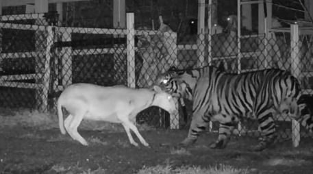 Autoridades recomendaron a la población no acercarse, mantener una distancia segura, así como no intentar capturar al tigre. FB / Protección Civil La Barca