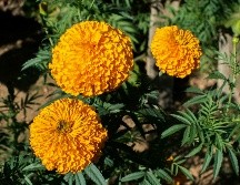 Incorporar cempasúchil a un jardín o huerto urbano puede contribuir a generar un espacio más favorable para estos organismos y favorecer la polinización de otras plantas. UNSPLASH