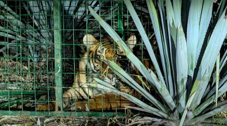 El tigre fue entregado este lunes 28 de septiembre a elementos Protección Animal de Tlajomulco. CORTESÍA/ Gobierno Municipal de La Barca