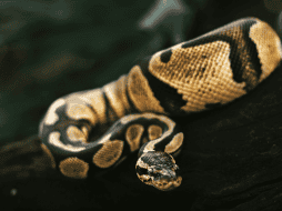El Florida Python Challenge combina así una competencia con un programa de conservación destinado a enfrentar la presencia de una especie no nativa en uno de los ecosistemas más conocidos de Estados Unidos.  ESPECIAL