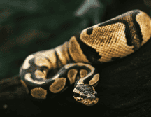 El Florida Python Challenge combina así una competencia con un programa de conservación destinado a enfrentar la presencia de una especie no nativa en uno de los ecosistemas más conocidos de Estados Unidos.  ESPECIAL