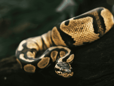 El Florida Python Challenge combina así una competencia con un programa de conservación destinado a enfrentar la presencia de una especie no nativa en uno de los ecosistemas más conocidos de Estados Unidos.  ESPECIAL