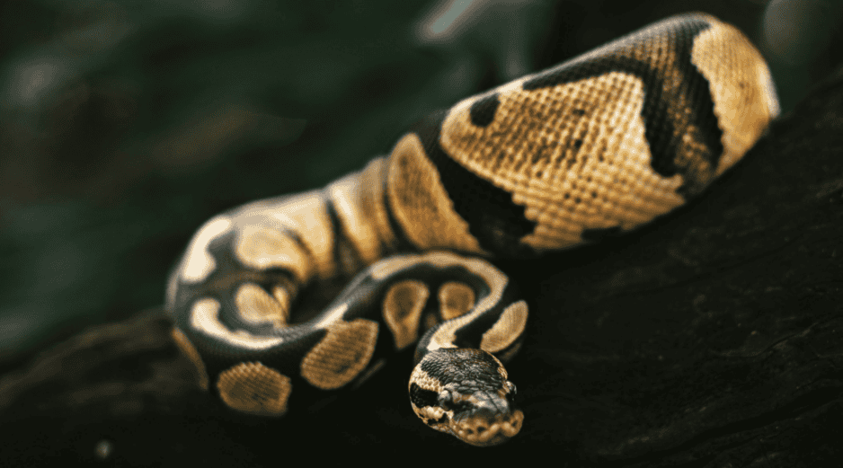 El Florida Python Challenge combina así una competencia con un programa de conservación destinado a enfrentar la presencia de una especie no nativa en uno de los ecosistemas más conocidos de Estados Unidos.  ESPECIAL