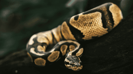 El Florida Python Challenge combina así una competencia con un programa de conservación destinado a enfrentar la presencia de una especie no nativa en uno de los ecosistemas más conocidos de Estados Unidos.  ESPECIAL