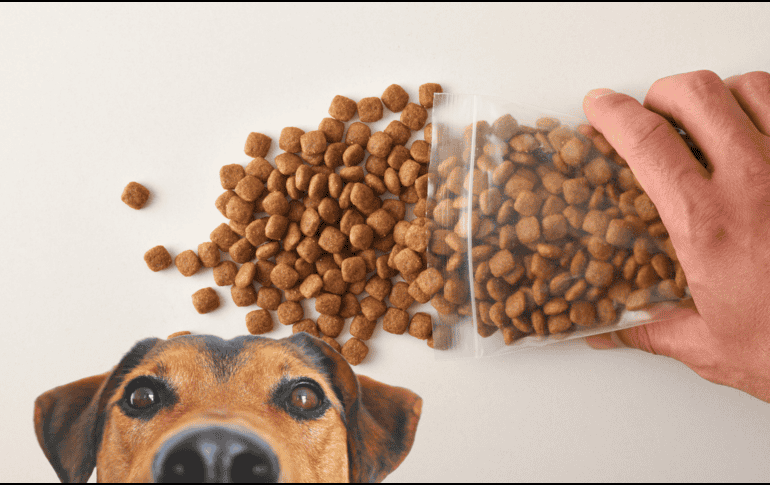 El sistema digestivo canino es sumamente sensible a las modificaciones abruptas. ESPECIAL / CANVA