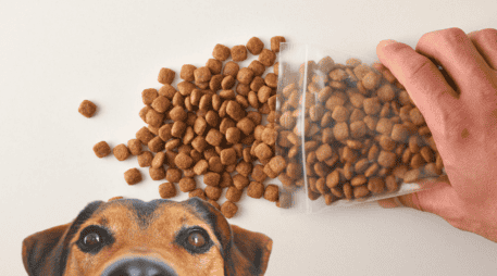 El sistema digestivo canino es sumamente sensible a las modificaciones abruptas. ESPECIAL / CANVA