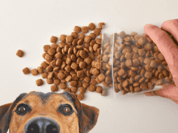 El sistema digestivo canino es sumamente sensible a las modificaciones abruptas. ESPECIAL / CANVA