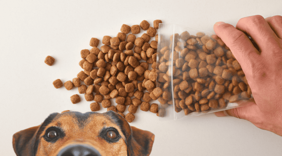 El sistema digestivo canino es sumamente sensible a las modificaciones abruptas. ESPECIAL / CANVA