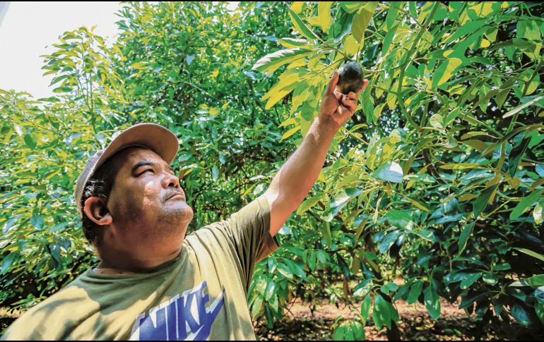 Considerando rogramas de maquinaria, capacitación técnica, entrega de semillas y otros apoyos, Jalisco destina alrededor de 3.8% de su presupuesto al campo ESPECIAL