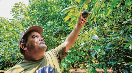 Considerando rogramas de maquinaria, capacitación técnica, entrega de semillas y otros apoyos, Jalisco destina alrededor de 3.8% de su presupuesto al campo ESPECIAL