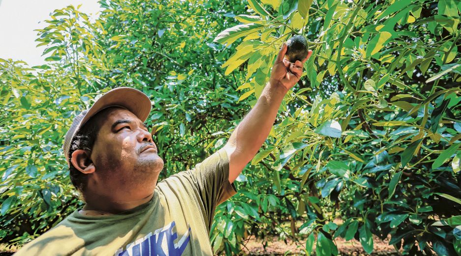 Considerando rogramas de maquinaria, capacitación técnica, entrega de semillas y otros apoyos, Jalisco destina alrededor de 3.8% de su presupuesto al campo ESPECIAL