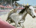 Recuerdo fotográfico del Campeonato Charro en el Encuentro Internacional del Mariachi y la Charrería (12 de septiembre de 2004). EL INFORMADOR/ Archivo