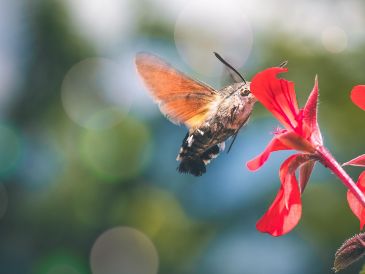 México funciona como un corredor biológico crucial para múltiples especies de colibríes que escapan del frío extremo. PIXABAY