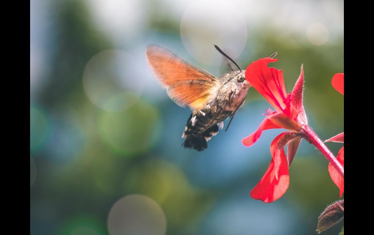 México funciona como un corredor biológico crucial para múltiples especies de colibríes que escapan del frío extremo. PIXABAY