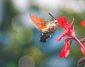 México funciona como un corredor biológico crucial para múltiples especies de colibríes que escapan del frío extremo. PIXABAY