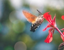 México funciona como un corredor biológico crucial para múltiples especies de colibríes que escapan del frío extremo. PIXABAY