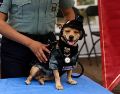 Comando es un chihuahua rescatado que se unió a la Guardia Nacional en México. X/GN_MEXICO_