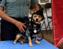 Comando es un chihuahua rescatado que se unió a la Guardia Nacional en México. X/GN_MEXICO_