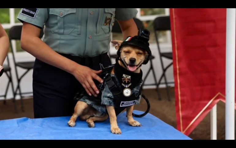 Comando es un chihuahua rescatado que se unió a la Guardia Nacional en México. X/GN_MEXICO_