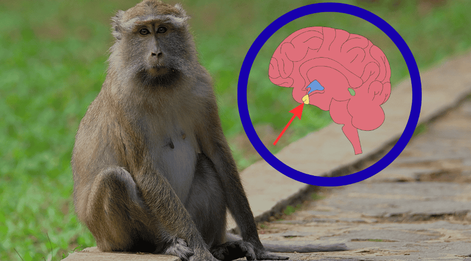 El éxito del trasplante de tejido pituitario se suma a una serie de hitos recientes en la medicina regenerativa impulsados por instituciones japonesas. CANVA