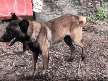 Ambos ejemplares fueron trasladados de inmediato a las instalaciones de la Unidad de Bienestar Animal de Guadalajara para otorgarles la atención médica veterinaria necesaria y elaborar los dictámenes correspondientes. ESPECIAL