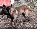 Ambos ejemplares fueron trasladados de inmediato a las instalaciones de la Unidad de Bienestar Animal de Guadalajara para otorgarles la atención médica veterinaria necesaria y elaborar los dictámenes correspondientes. ESPECIAL