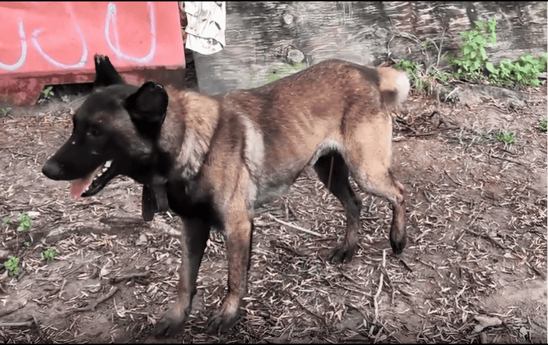 Ambos ejemplares fueron trasladados de inmediato a las instalaciones de la Unidad de Bienestar Animal de Guadalajara para otorgarles la atención médica veterinaria necesaria y elaborar los dictámenes correspondientes. ESPECIAL