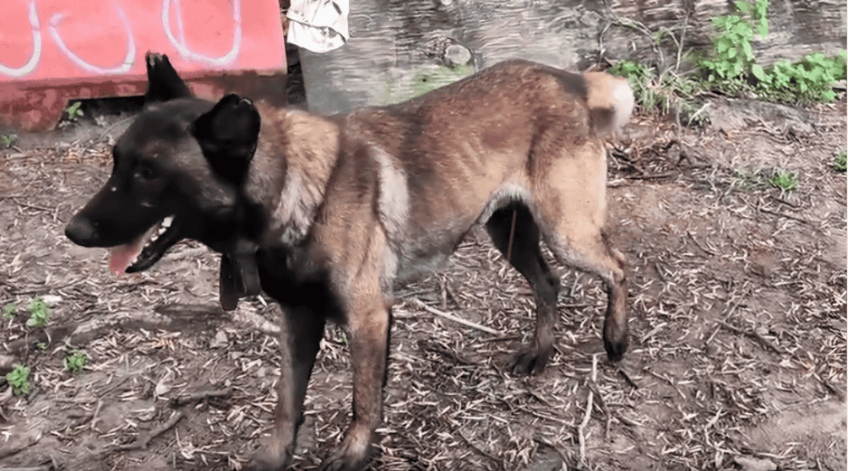 Ambos ejemplares fueron trasladados de inmediato a las instalaciones de la Unidad de Bienestar Animal de Guadalajara para otorgarles la atención médica veterinaria necesaria y elaborar los dictámenes correspondientes. ESPECIAL