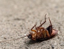 Existen métodos preventivos y soluciones de origen natural para repeler a las cucarachas sin la necesidad de recurrir a químicos peligrosos. ESPECIAL/PEXELS