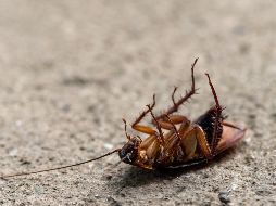 Existen métodos preventivos y soluciones de origen natural para repeler a las cucarachas sin la necesidad de recurrir a químicos peligrosos. ESPECIAL/PEXELS