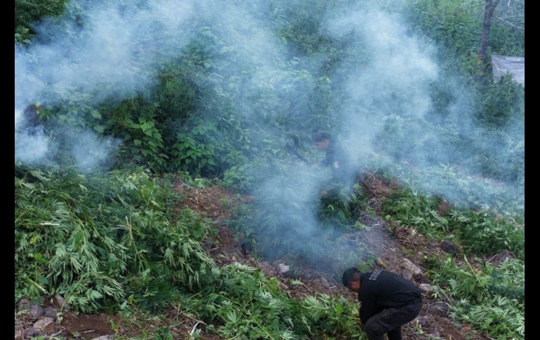 Otra vez destruyen plantío de mariguana en Tequila; suman al menos cinco intervenciones