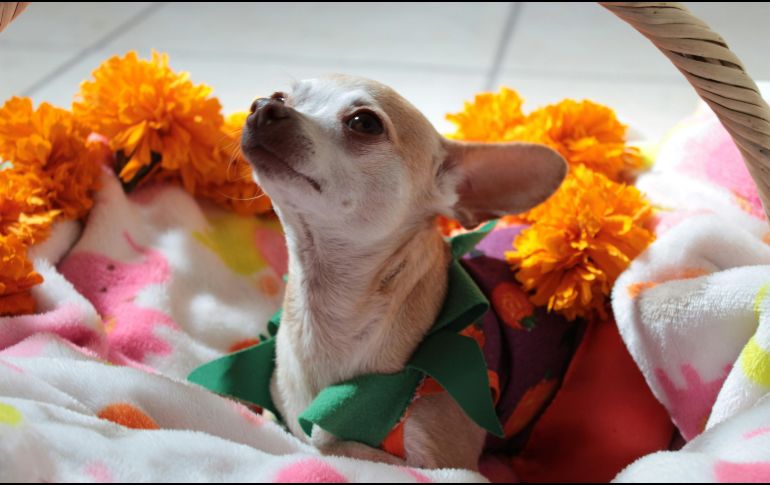 La reunión Chiwinity en Ciudad de México planea juntar a más de 120 chihuahuas en el Bosque de Chapultepec. UNSPLASH