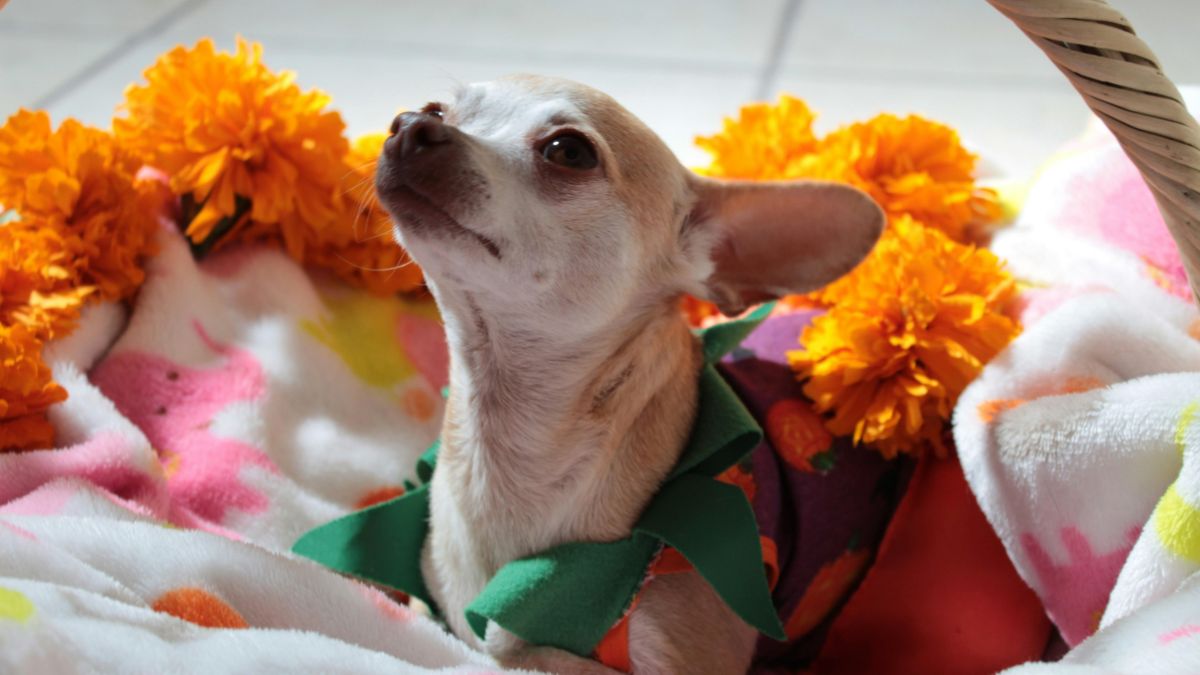 Preparan reunión de más de 100 chihuahuas en CDMX por Halloween