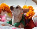 La reunión Chiwinity en Ciudad de México planea juntar a más de 120 chihuahuas en el Bosque de Chapultepec. UNSPLASH