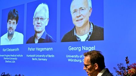 La optogenética es un método que permite mostrar cómo las células nerviosas dan forma a los recuerdos, los sentimientos y los comportamientos en el cerebro vivo. EFE/EPA/P. Lundahl Sweden