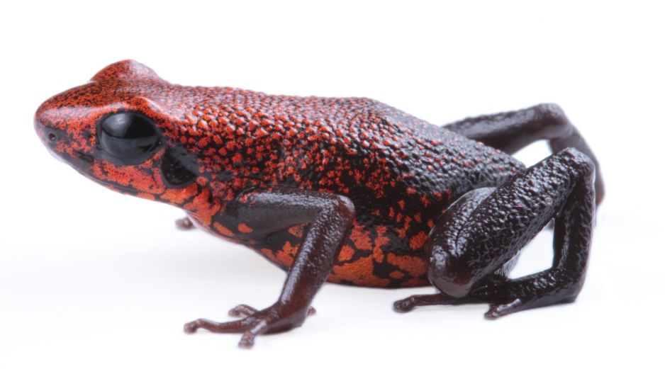 El descubrimiento de esta nueva especie resalta la inmensa riqueza natural de Ecuador, un país que, a pesar de su tamaño, alberga a 703 especies de anfibios, siendo superado únicamente por Colombia y Brasil, naciones con territorios mucho más extensos. EFE/Instituto Nacional de Biodiversidad