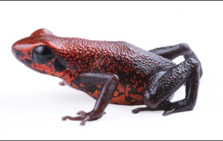 El descubrimiento de esta nueva especie resalta la inmensa riqueza natural de Ecuador, un país que, a pesar de su tamaño, alberga a 703 especies de anfibios, siendo superado únicamente por Colombia y Brasil, naciones con territorios mucho más extensos. EFE/Instituto Nacional de Biodiversidad