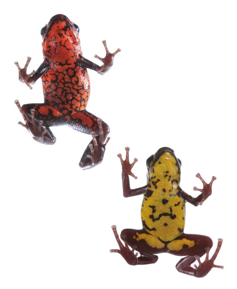 EFE/Instituto Nacional de Biodiversidad