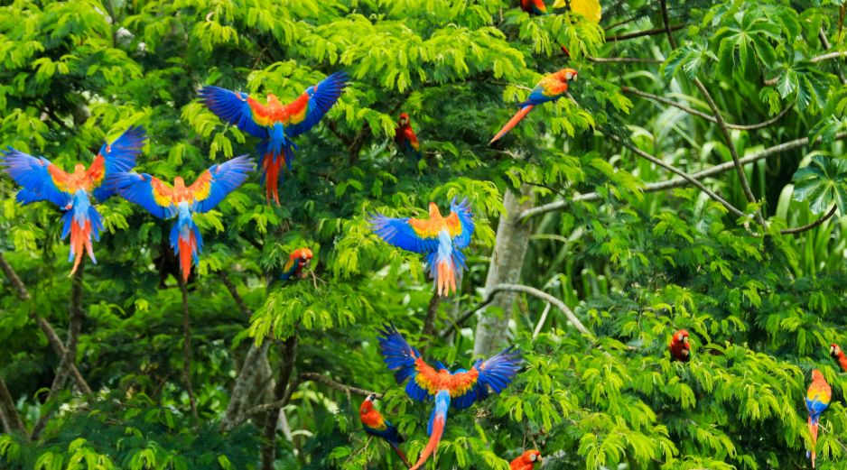 Durante su campaña, Flávio Bolsonaro indicó que abriría las tierras indígenas a actividades económicas, sin aclarar si establecería normas de deforestación para esos territorios. UNSPLASH