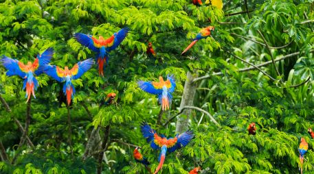 Durante su campaña, Flávio Bolsonaro indicó que abriría las tierras indígenas a actividades económicas, sin aclarar si establecería normas de deforestación para esos territorios. UNSPLASH