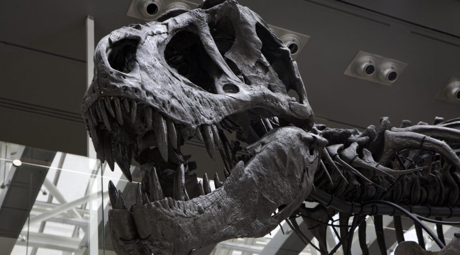 El estudio plantea que la historia evolutiva de los animales pudo comenzar mucho antes de lo que permite observar el registro fósil. EFE/ARCHIVO