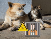 La modificación al Código Penal veracruzano no surgió de la nada, sino como respuesta a lamentables episodios de violencia extrema contra la fauna urbana. CANVA